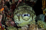 Arothron mappa-Wakatobi Moga Island-10m-20180530nuit-Denis-ADER-DSC_2436_tn